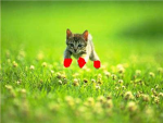 kittens with mittens