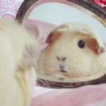 Pimoo
