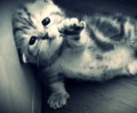 onlysillys