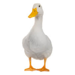 duck's united!!