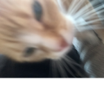 conner_awes