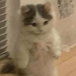 LucyCat