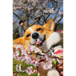 ThefurrysHQ