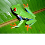 The Official Froggo Army
