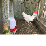 The Chicken Coop Club