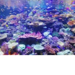 Aesthetic Coral Mall