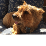 bloxburgdog