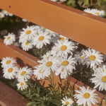 DaisyFields