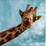 The giraffe and raptor group