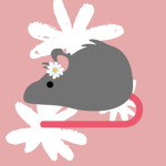 RAT PACC MT