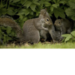 Saving squirrels