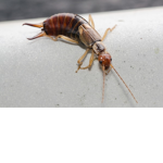 i hate earwigs