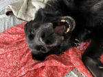DOGGYNOTDOG GROUP