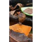 snails r cool