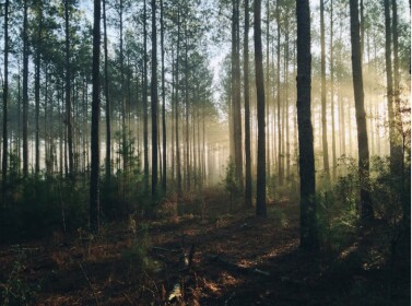 Survive the Spooky wood!
