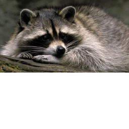 Raccoon Runner