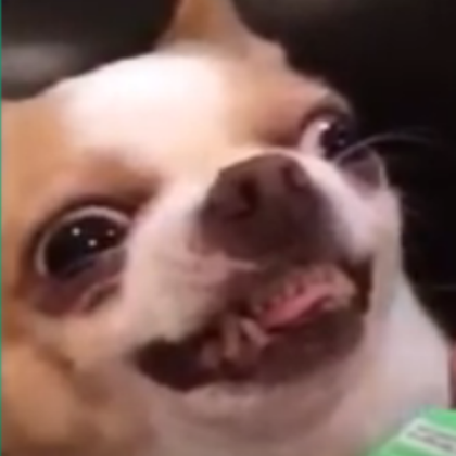 Derp Dog Roblox decal