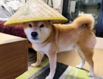 doges’ cult