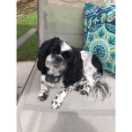 Wonderful Dogs