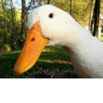 Supersonic Duck Squadron