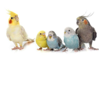 BirdBoyRobloxGaming