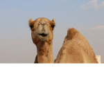 CiViLiZeD cAmElS