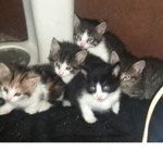 Los gatitos <3