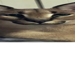 fl op pa and frens!