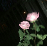 roseblume