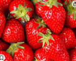 Bush Strawberries