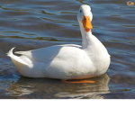 #ducks._.