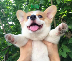 Doggos donaters