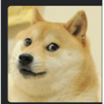 Doge team doge