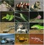 Reptile group