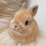 STORM BUNNY STUDIOS