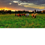 The_Herd