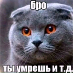 бро ты умрешь и т. д. обби