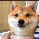 Doge Palz