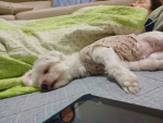 내강아지 솜이