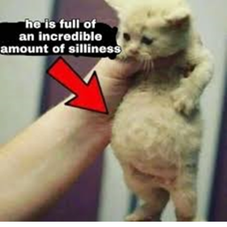 The Annoying Cat Club