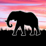 Safari Kalahari