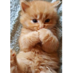 Groupe_kawaiiiiii