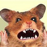 HAMSTER CULTIST4EVAH