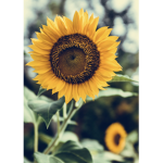 Shine and grow