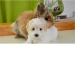 Fluffy Tails