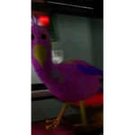 Josh is A bird club