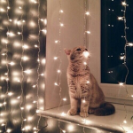 Lit Crazy Kittens