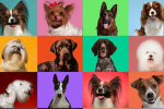 the best freindly dogs