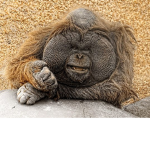 Prospawner04 Tribe