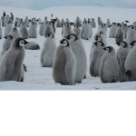 Pog Penguins